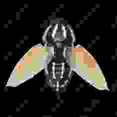 Воблер Megabass BEETLE-X col. HM KAMIKIRI