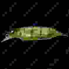 Воблер Megabass ELBO col. GG KASUMI TIGER