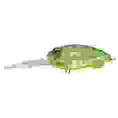 Воблер Megabass MD-X CYCLONE col. NC BLUE BACK CHART CANDY