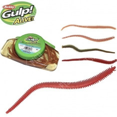 GULP! ALIVE! SANDWORM BLOODY 6"/ 15CM 14 ST.