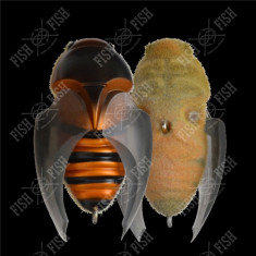 Wobbler Megabass BEETLE-X HOVER CRAWL col. FF MEGABASS HORNET
