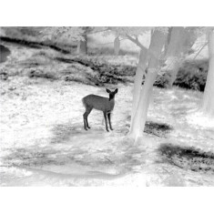 Прицел тепловизионный Guide TU450 3,2-12,8x50 400x300@17μm VOx 1400м Прицел тепловизионный Guide TU450 3,2-12,8x50 400x300@17μm VOx 1400м